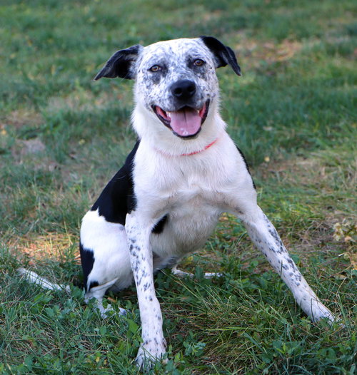 STEVIE DEE - Australian Cattle Dog/Blue Heeler / Border Collie available for adoption