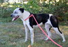 Stevie Dee - Photo 3
