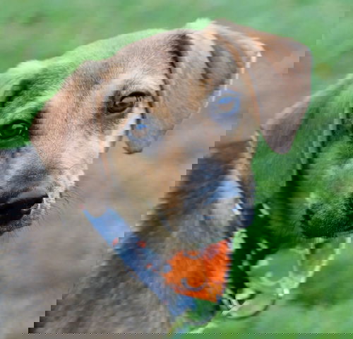 picture of the dog needing adoption