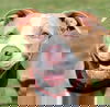 Daisie