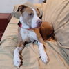 Daisie