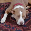 Daisie