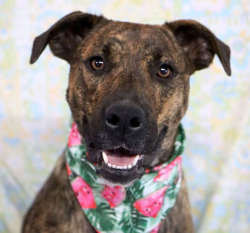 BROOKIE *CL* - Boxer available for adoption
