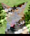 Aela
