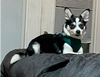 Bodi