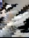 Bodi