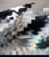 Bodi