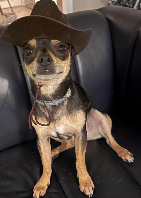 picture of the dog needing adoption