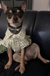 Rocko