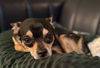 Rocko