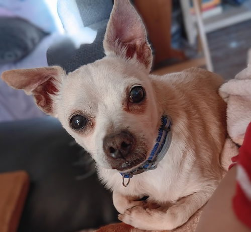 Chico