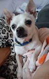 Chico