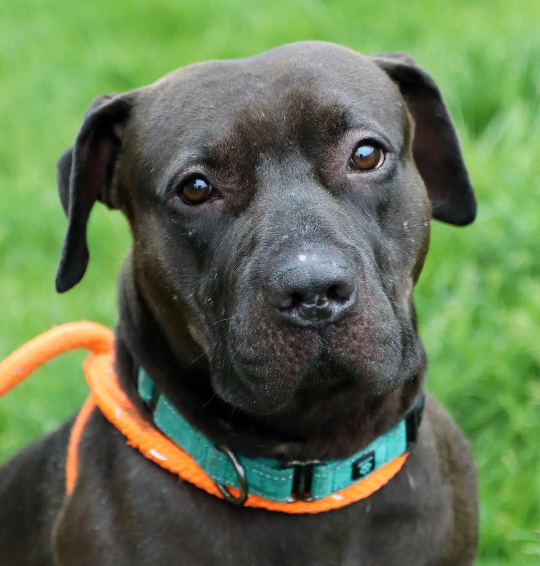 Darius - Labrador Retriever