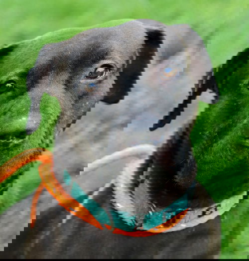 picture of the dog needing adoption