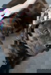 Darius