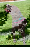 Darius