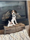 Kobey