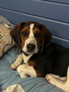 Kobey