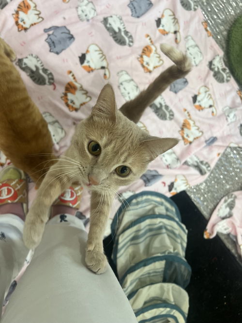 Nala S