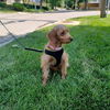 Evie