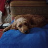 Evie
