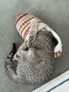 Tabby Tabitha