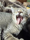 Tabby Tabitha
