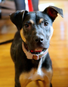 Amari - Photo 1