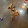 Tucker