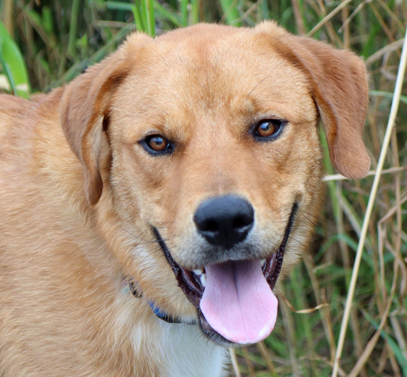 adoptable Dog in Kansas City, MO named Jody
