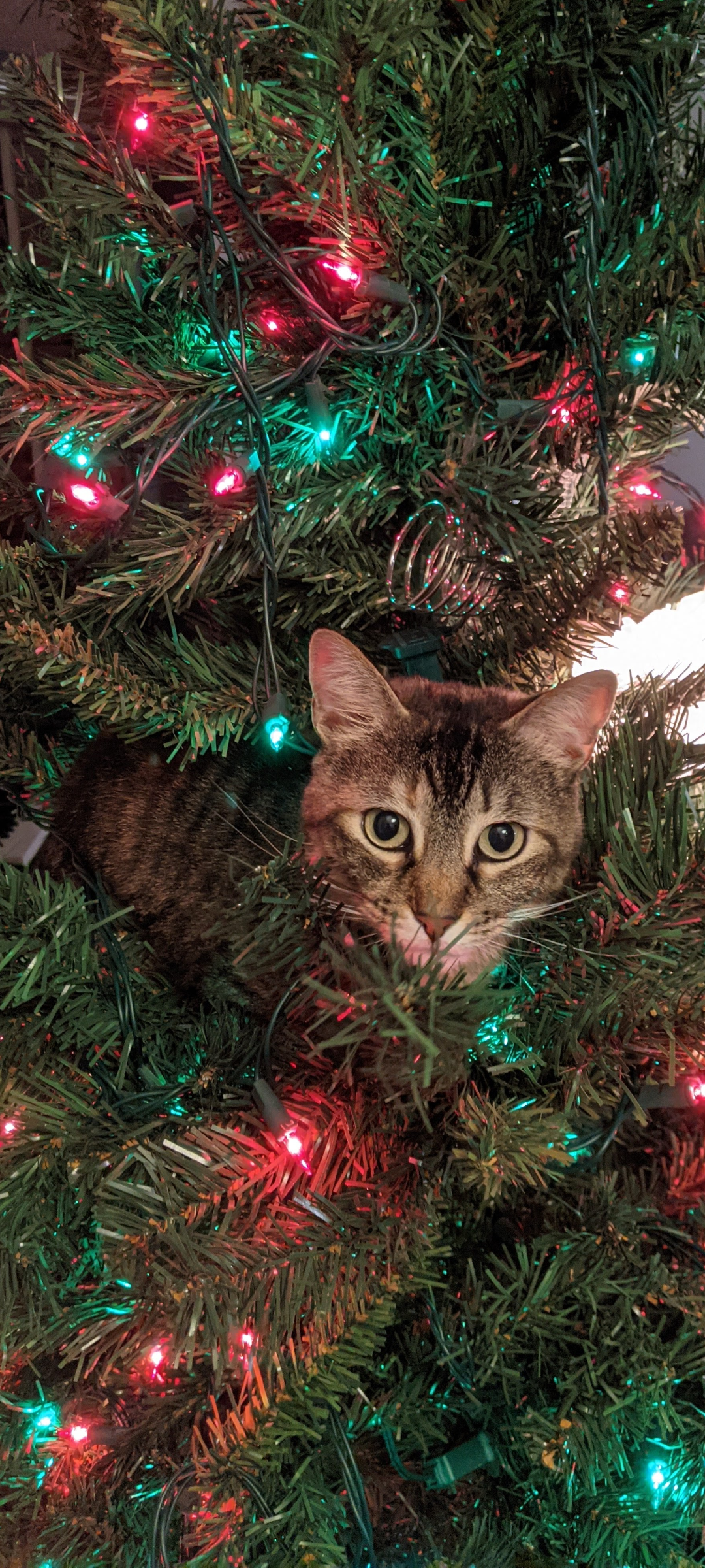 adoptable Cat in Kansas City, MO named ***Bonsai***