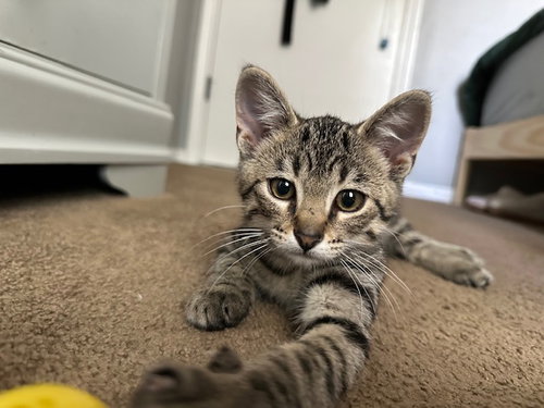 picture of the cat needing adoption