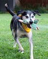 Alfie - Photo 3