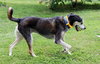 Alfie - Photo 5