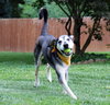 Alfie - Photo 9