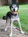 Alfie - Photo 4