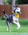 Alfie - Photo 7