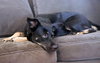 Artemis - Photo 6