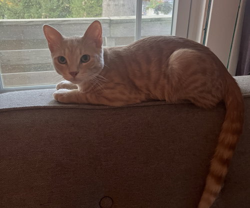 picture of the cat needing adoption