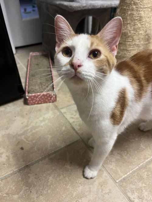 picture of the cat needing adoption