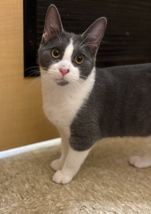 picture of the cat needing adoption