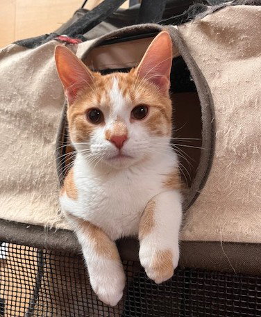 picture of the cat needing adoption