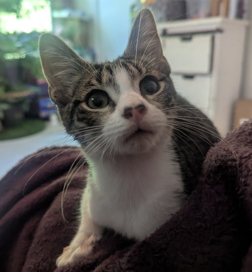 picture of the cat needing adoption