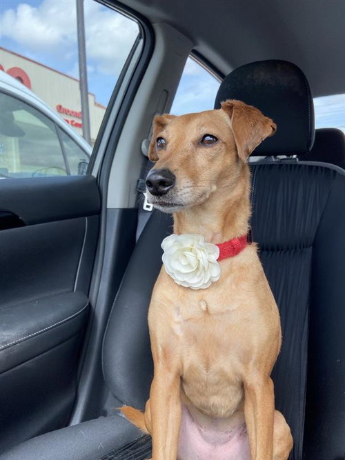 picture of the dog needing adoption