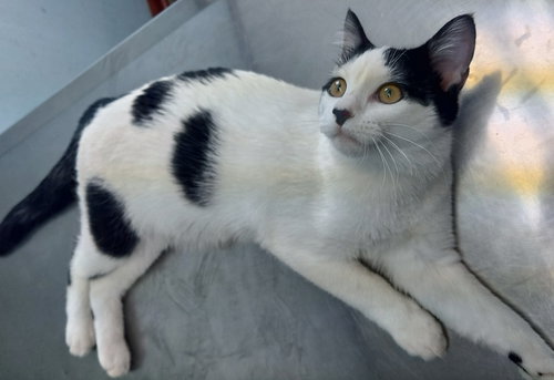 picture of the cat needing adoption