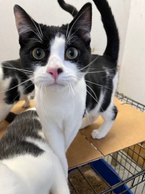 picture of the cat needing adoption