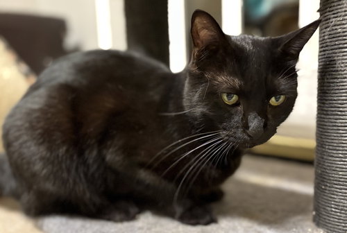 picture of the cat needing adoption