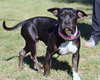 Merlot - Photo 6