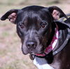 Merlot - Photo 4