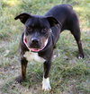 Merlot - Photo 2